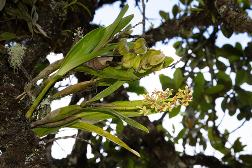 Epidendrum hartwegii Lindl.