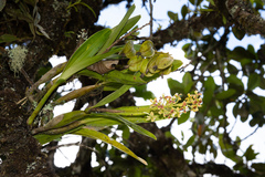 Prosthechea hartwegii