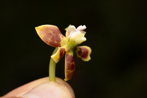 Prosthechea hartwegii, photograph 3