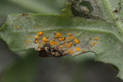 Coleosporium senecionis
