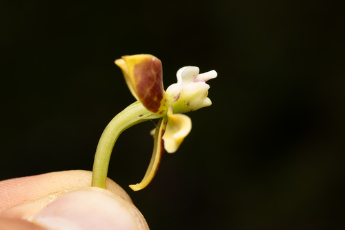 Prosthechea hartwegii, photograph 4