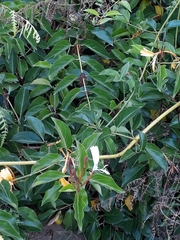 Lonicera hildebrandtiana