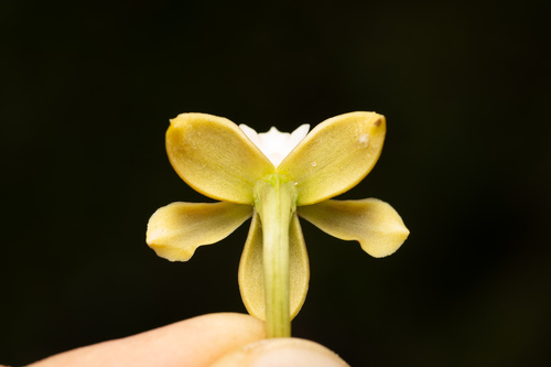 Prosthechea hartwegii, photograph 5