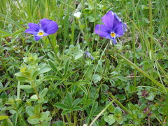 Viola dacica