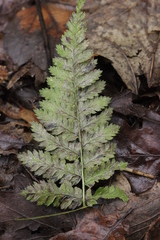 Milesina kriegeriana