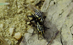 Oxysarcodexia varia