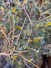 Bernardia incana, photograph (c) klicklo, some rights reserved (CC BY)