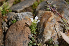 Cerastium uniflorum
