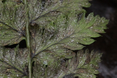 Milesina kriegeriana