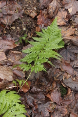 Milesina kriegeriana