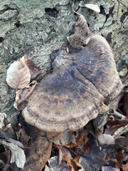 Ischnoderma resinosum