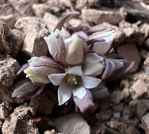 Cathedral Bluff dwarf gentian (Gentianella tortuosa)