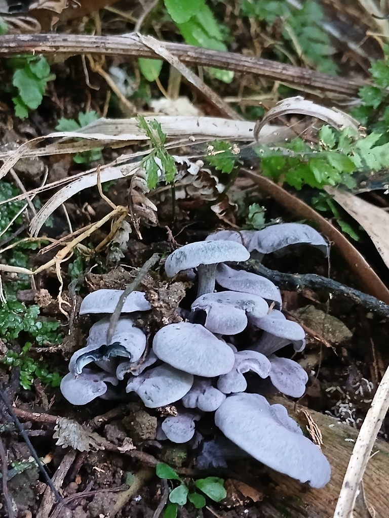 Gerronema waikanaense · December 2025 · photo: © mphnz (iNaturalist, cc0)