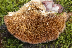 Trametes trogii