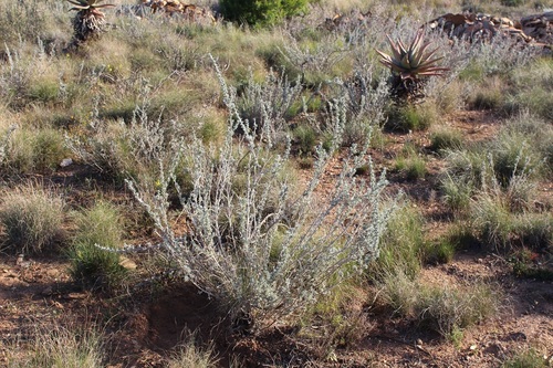 Grand Renosterpea (Polhillia connata)