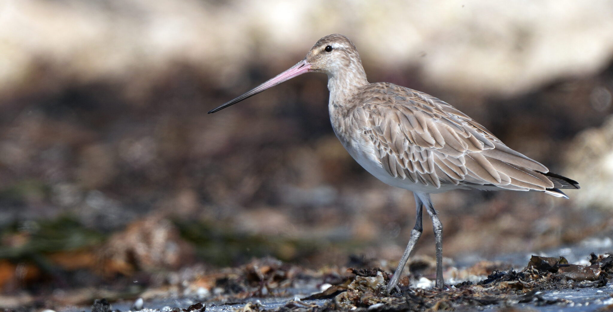 Bar-tailed Godwit (Limosa lapponica)
