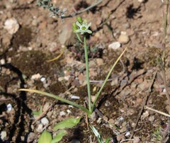 Ornithogalum neopatersonia