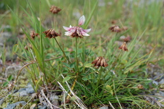 Trifolium pallescens