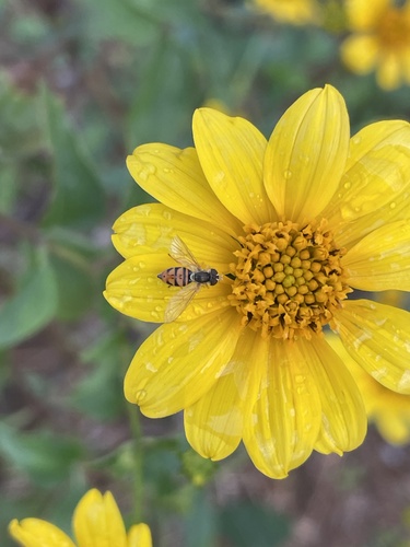 Unknown species found near San Marcos, TX, US