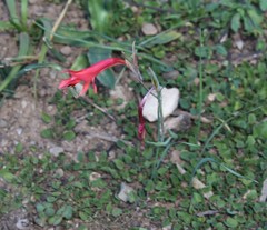 Gladiolus vandermerwei