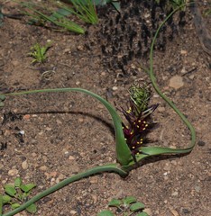 Wurmbea marginata