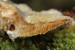 Trametes trogii