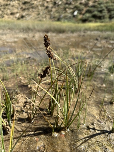 Analogue Sedge (Carex simulata)
