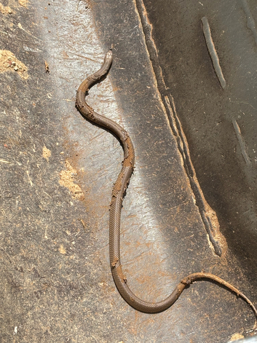 Eastern Brown Snake sighting