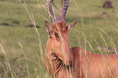 Alcelaphus buselaphus lelwel