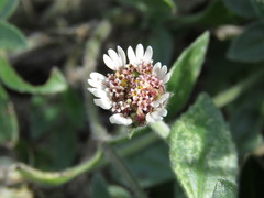 Tridax mexicana
