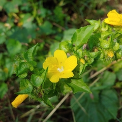 Malachra alceifolia, photograph (c) Kurt Miller, some rights reserved (CC BY-SA)