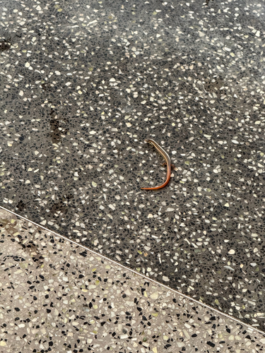 Common Dotted Garden Skink