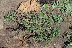 Lobostemon capitatus