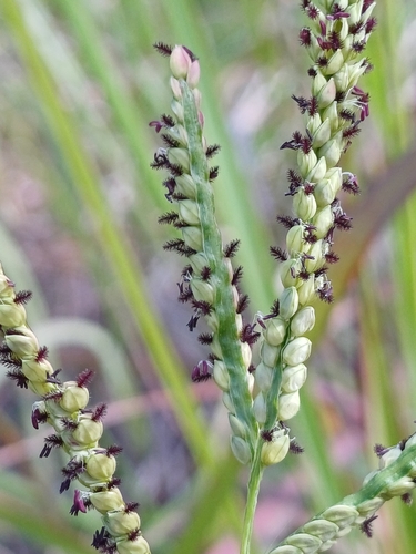 Taranui (Paspalum orbiculare)