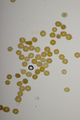 Coleosporium senecionis