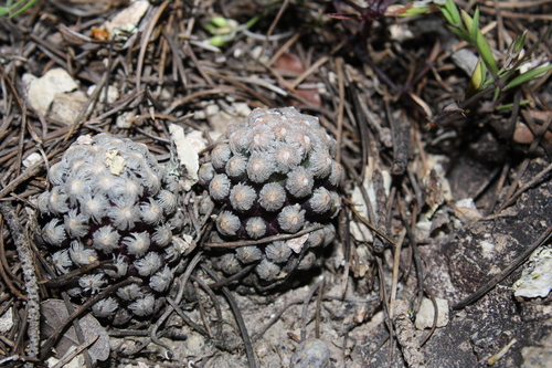 Mammillaria theresae