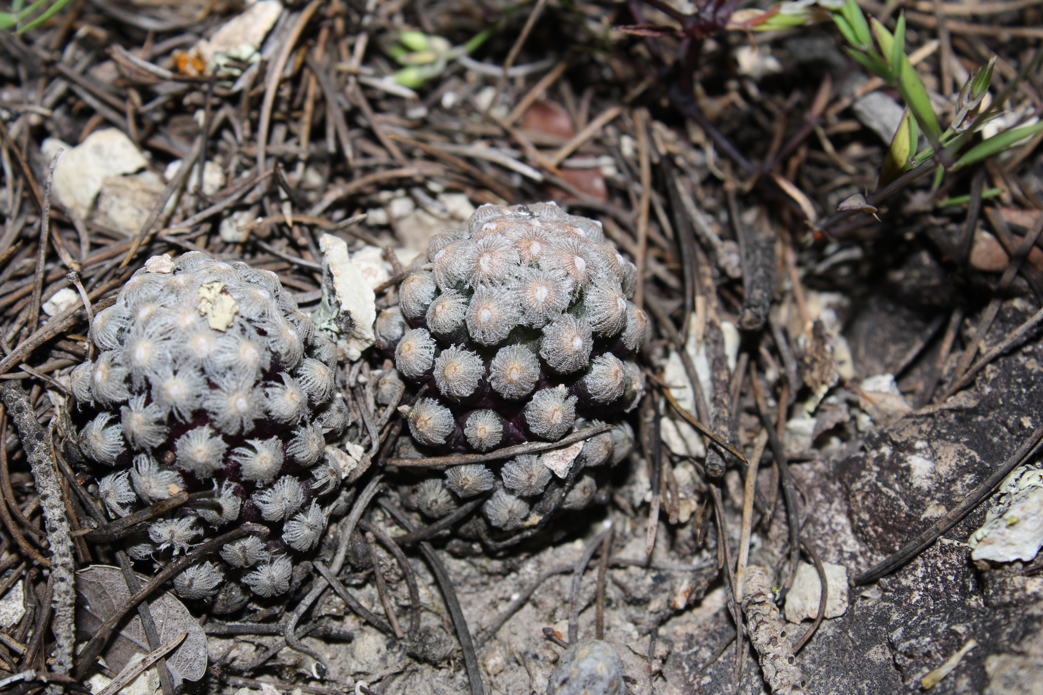 Mammillaria theresae