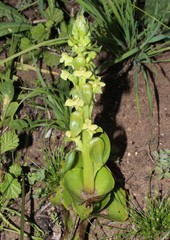 Pterygodium volucris