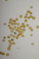 Coleosporium senecionis