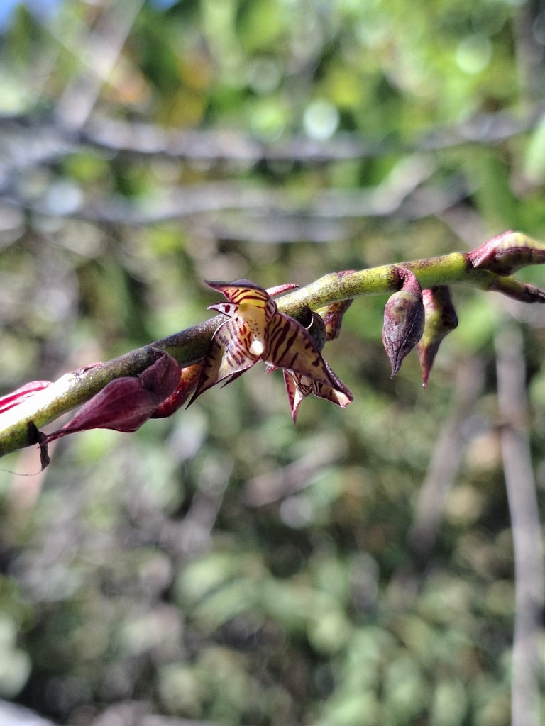 Bulbophyllum exaltatum