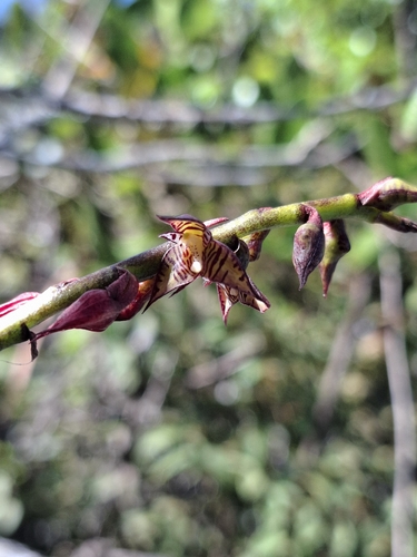 Bulbophyllum exaltatum