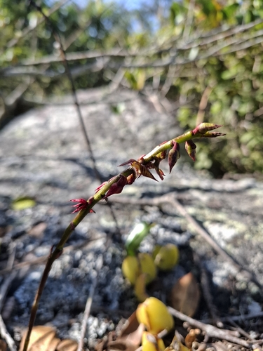 Bulbophyllum exaltatum, photograph 2