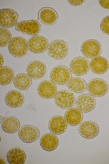 Coleosporium senecionis