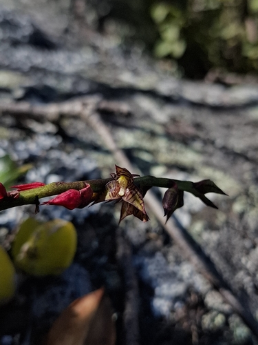 Bulbophyllum exaltatum, photograph 3