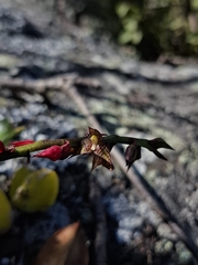 Bulbophyllum exaltatum, photograph (c) Fabricio Carvalho da Silva, some rights reserved (CC BY)