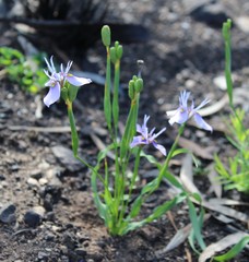 Moraea fergusoniae