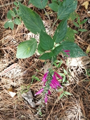 Salvia iodantha