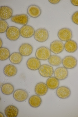 Coleosporium senecionis