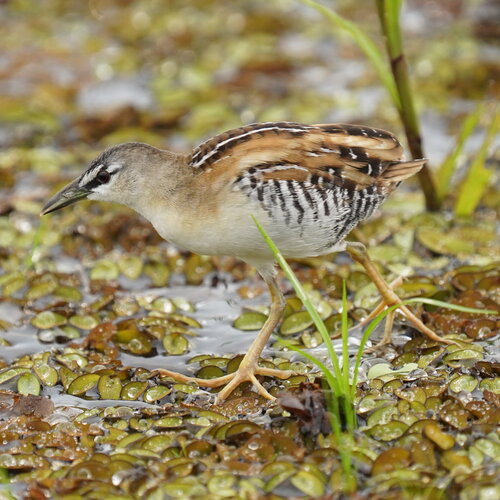 Yellow-breasted Crake (Laterallus flaviventer), photo 8
