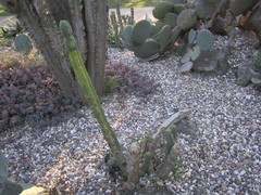 Trichocereus bridgesii